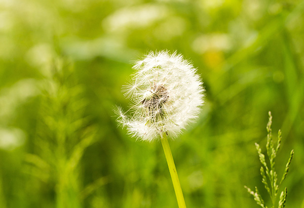 hayfever season